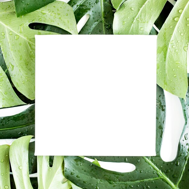 Текстура тропических пальмовых зеленых листьев монстера и белая рамка с копировальным пространством для текста на белом му