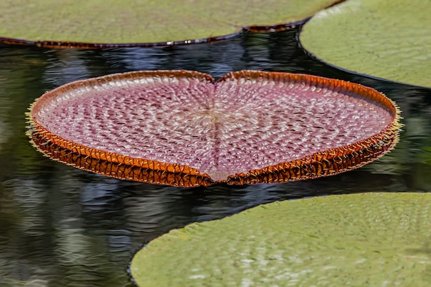 The texture of Victoria Water Lillie