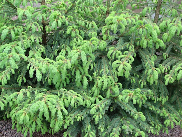 Texture of wall decorated green pine fir branches Christmas decorations background