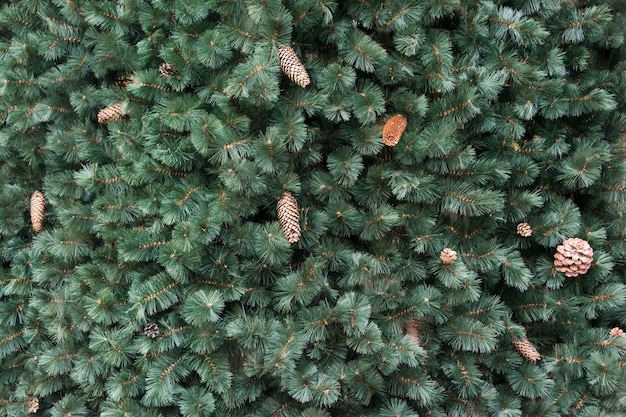 Texture of wall decorated with green pine fir branches fir cones christmas decorations background