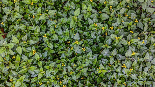 Texture of weeds on the ground natural grass background in nature