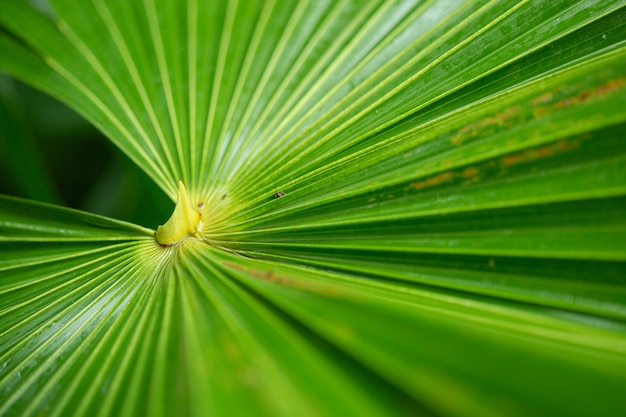 Texture of wet palm leaf background.