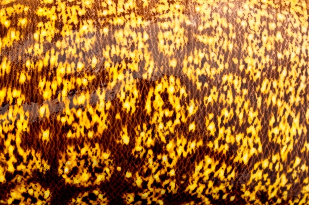 Texture of the wet skin of the sea Moray eels 