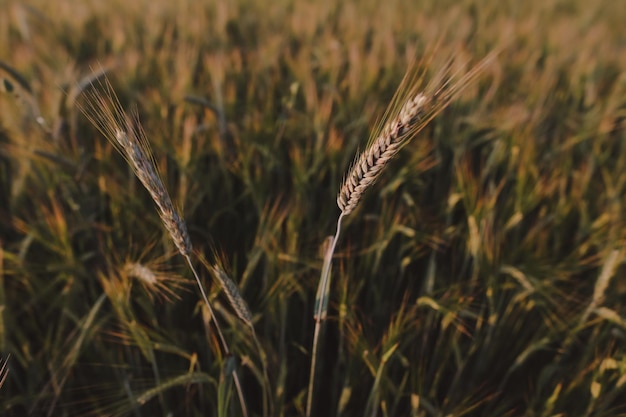 Текстура пшеничных культур, растущих в поле