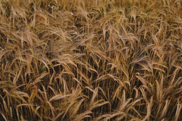 Texture of wheat crops growing in the field