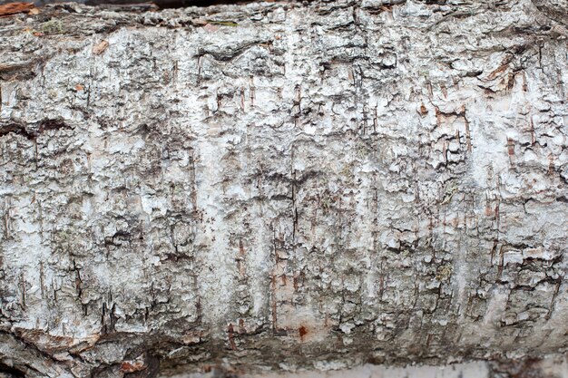 Texture of white birch bark, felled in the forest