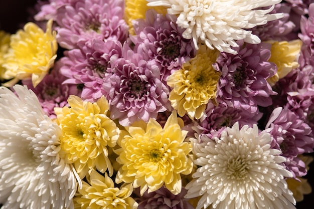 Текстура белых желтых и розовых цветков хризантемы
