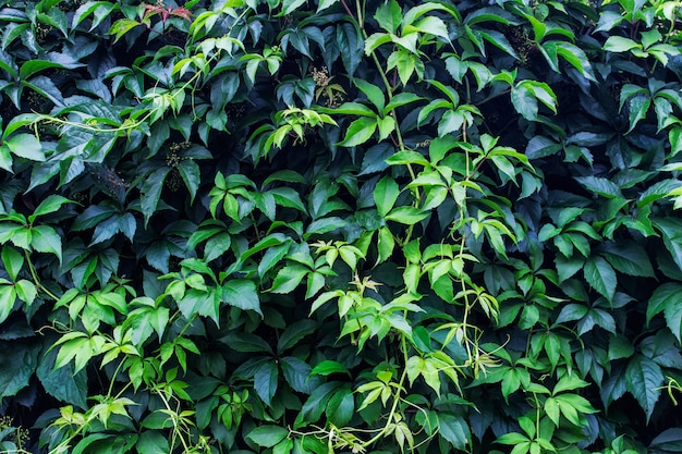 Texture with lavish green shiny wine leaves climbing the wall. Background with decorative garden plants.