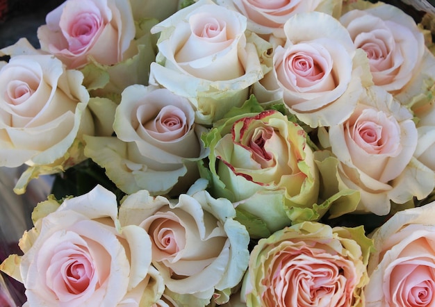 Texture with pale white roses