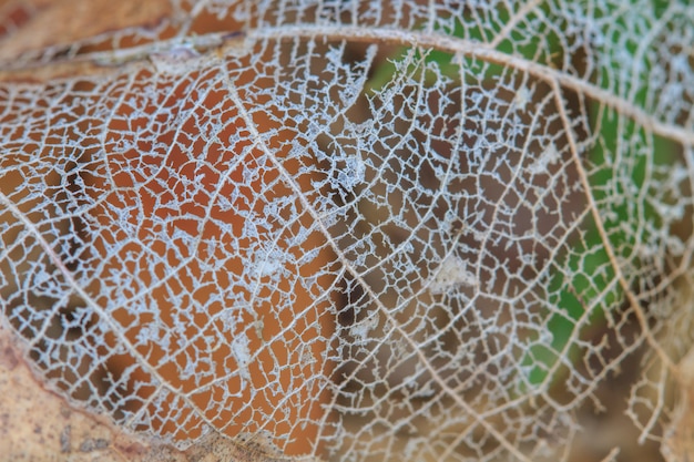 Texture with rotten leaves with fibers