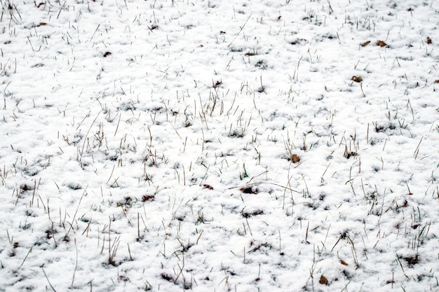 雪に覆われた乾いた草、冬の背景を持つテクスチャー