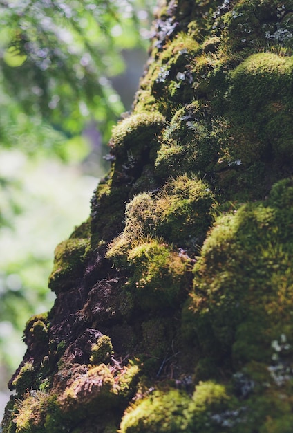 苔が生い茂った木の質感