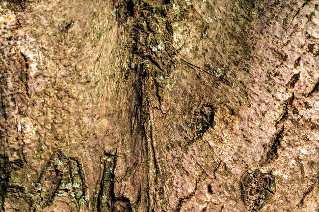 Texture of wood tree bark for background