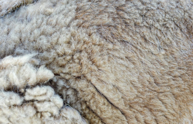 Texture of a wool animal lama background brown