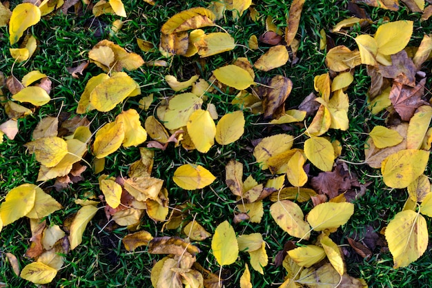 Texture yellow autumn leaves fall down on green grass background