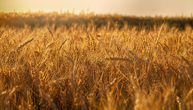 The texture of a yellow cereal field in closeup background of golden