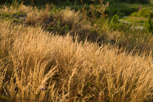 Texture of yellow grass in the field Yellow grass in the sun Sunshine Meadow grass