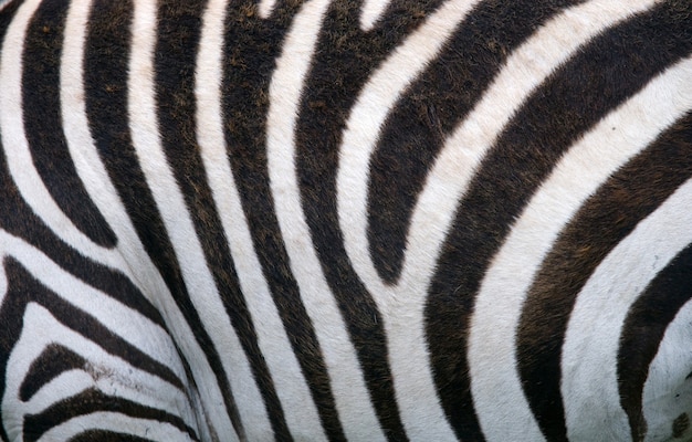 Текстура фона кожи зебры