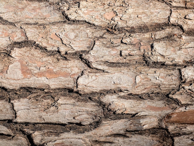 Textured background of cracked tree bark with different shapes