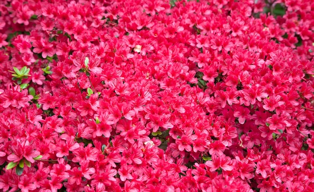 写真 美しい赤いツツジの花のテクスチャ背景