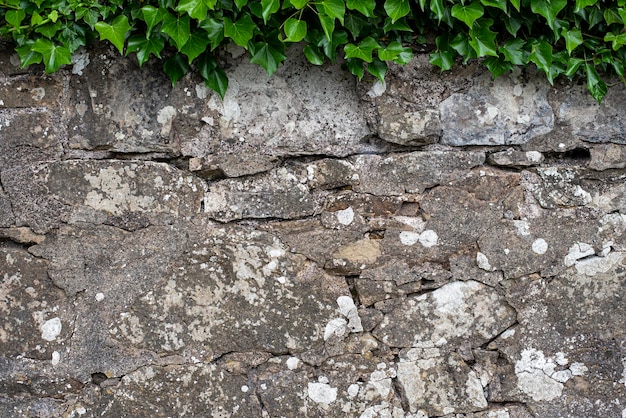 Textured background photography of wall and ivy