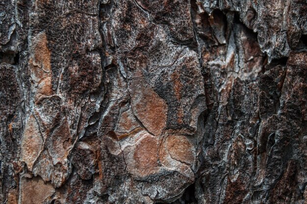 Textured background of pine tree bark Macro abstrak of tree bark