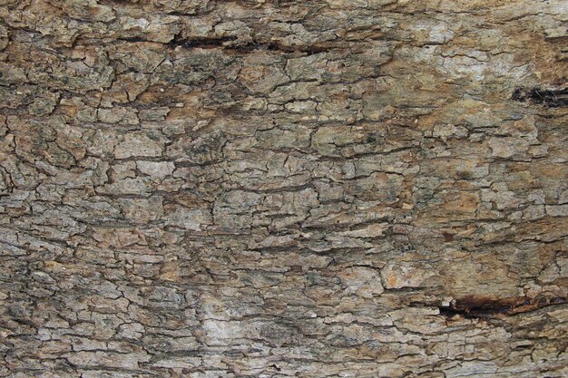 textured bark