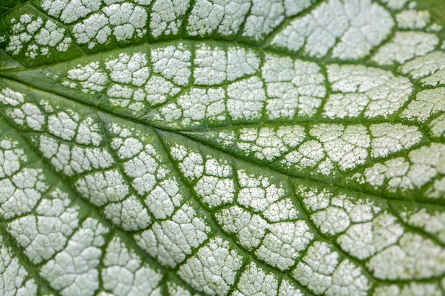 Textured brunnera leaves in the garden Ornamental perennials