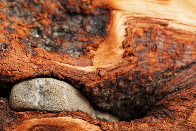 Textured curved wooden snag of brown color with texture as a background