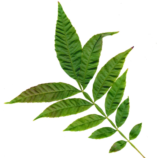 textured green leaves and stalks are on a white background.