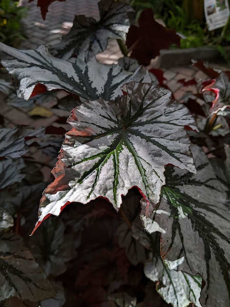 Textured Leaf with Silver Patterns and Reddish Edges CloseUp