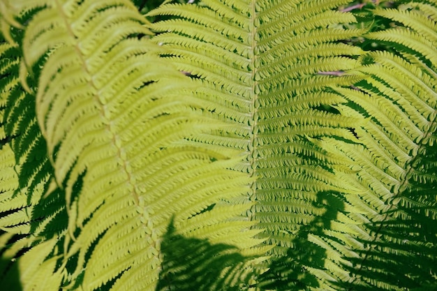 背景としてシダ植物のクローズアップの織り目加工の葉