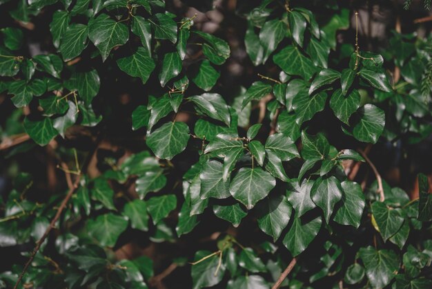 Фото Текстурированный естественный фон плюща фон листьев зеленого плюща