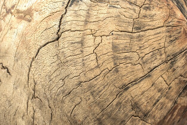 Photo textured old tree surface.