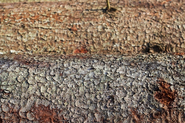 textured pine tree logs with bark