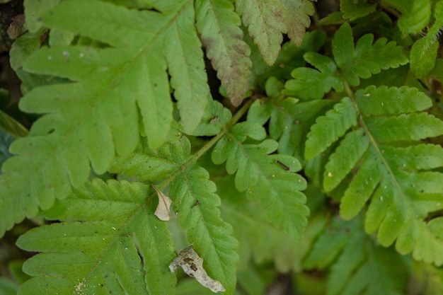 Textured and surface of Eagle fern green leaf on the camping ground