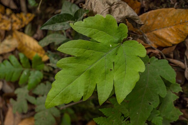 Textured and surface of Eagle fern green leaf on the camping ground