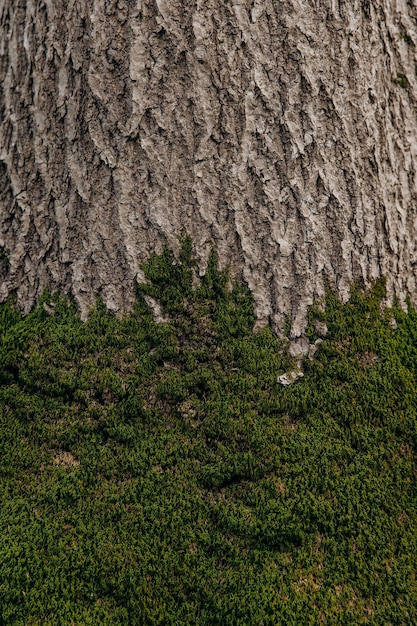 森の緑のモスと共生するテクスチャー付きの木の皮 木の成長とモス