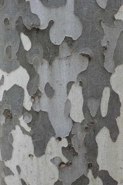 Textured tree trunk bark background