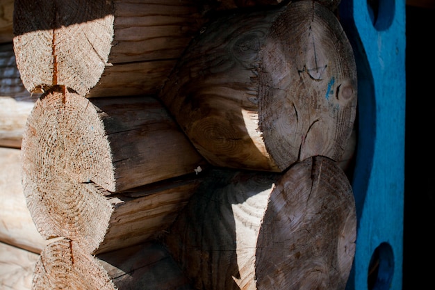 Textured tree trunks in spring park