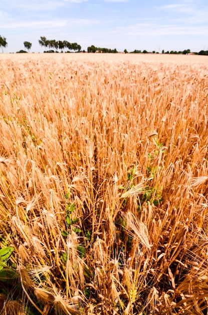 Textured Wheat Field at Europen Countryside in Germany