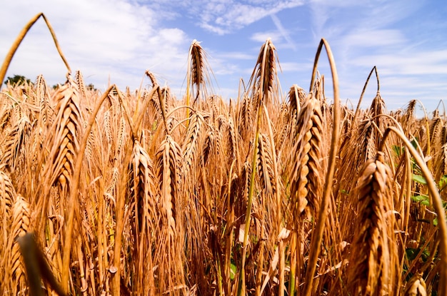 Textured Wheat Field at Europen Countryside in Germany