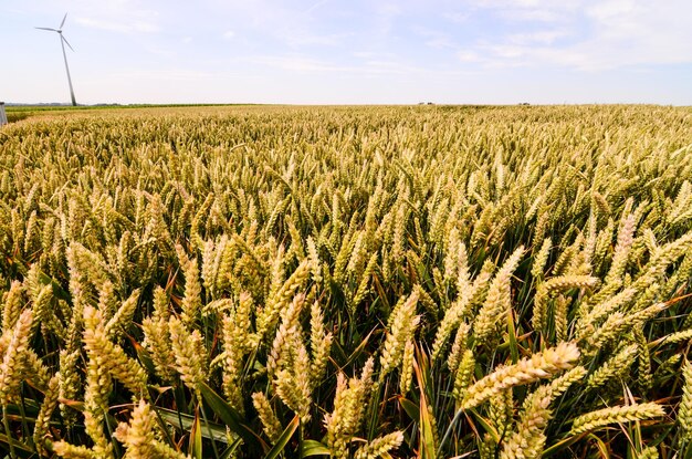 Textured Wheat Field