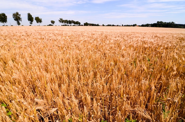 Textured Wheat Field