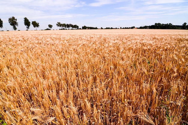 Textured Wheat Field