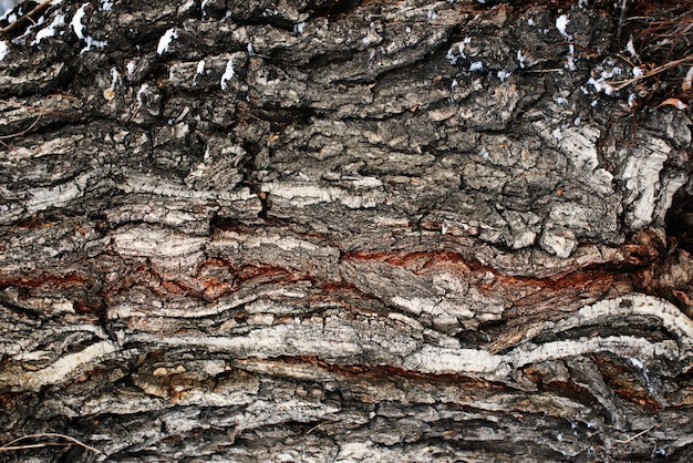 Textured wooden background. Birch bark closeup