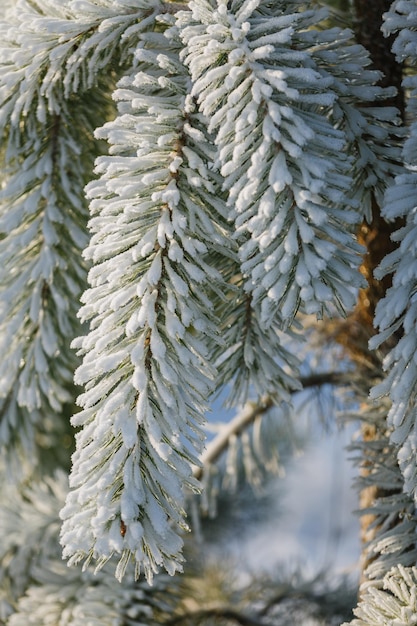 Textures christmas background closeup spruce christmas tree green branch