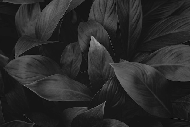 Photo textures of natural abstract black leaves for tropical leaf background black and white images