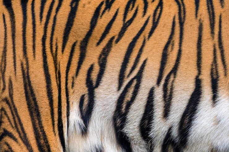 Textures and skins of tiger.