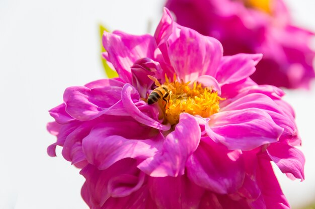 textures surface vivid fresh bright petals of Pink flower and bee on pollen 